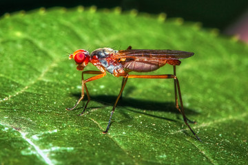 close up portrait orange fly on green leaf