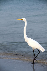white heron in shallow waters