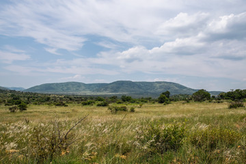 Fototapeta na wymiar South African savanna during a hot summer day