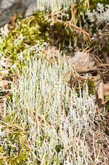 Cladonia cornuta