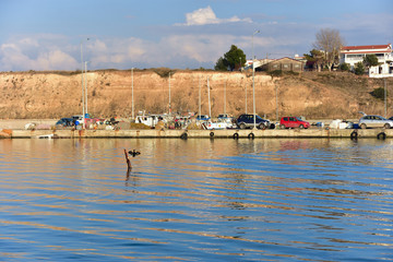 Fototapeta premium Greek small harbor with old fishermen boats (smacks)and pigmy cormorant on a sunny winter day