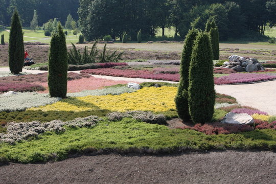 Bl&uuml;hende Heide Landschaft in Schneverdingen und Bispingen