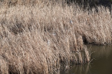 Gray herons in the colony