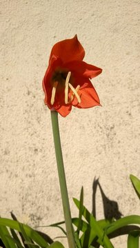 Tulipa
