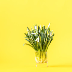  Flower a symbol of spring snowdrop on  bright yellow background. Concept sunny day  Greeting card Copy space for Text.
