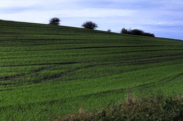 Fototapeta na wymiar Landwirtschaft Acker mit Büschen am Horizont