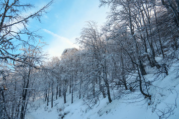 Fototapeta na wymiar Winter tree in snow.