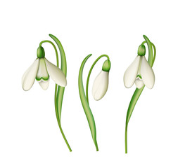 Schneeglöckchen Gruppe, Frühlingsblume,  Vektor Illustration isoliert auf weißem Hintergrund