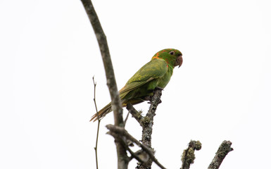 Parrot on a branch