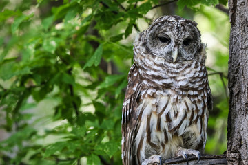 Barred Owl in repose 02