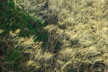 Fototapeta na wymiar 愛媛県・渓谷の陽光に映える木々のコントラスト