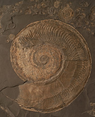 fossil of a crustacean, background