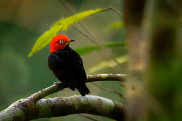 Red-capped manakin - Ceratopipra mentalis  bird in the Pipridae family