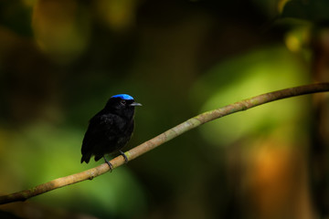 Blue-crowned manakin - Lepidothrix coronata bird in the Pipridae family. The males have a brilliant blue cap