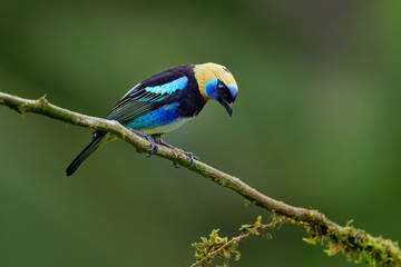 Golden-hooded Tanager - Tangara larvata medium-sized passerine bird