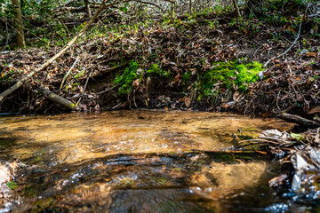 Fototapeta na wymiar exploring the woods and stream chasing 