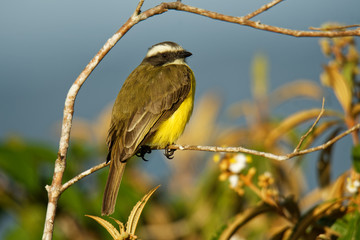 Social Flycatcher - Myiozetetes similis is a passerine bird from the Americas, a member of the large tyrant flycatcher family (Tyrannidae)