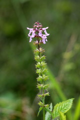 Hedge woundwort or Stachys sylvatica or Whitespot or Hedge nettle erect perennial plant with terminal spike composed of dense whorls of purple flowers with white markings on green leaves background on