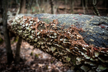 exploring the woods and stream chasing 