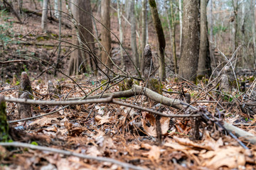 A stroll through thee woods