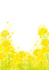 美しい菜の花の背景