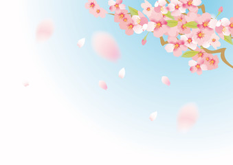 青空と美しい桜