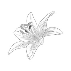 Abstract hand-drawn monochrome flower lily. Element for design.
