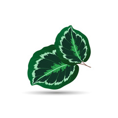 Tropical isolated green calatheum leaf. Vector element for design.