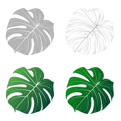 Set tropical isolated green leaf flower  monstera. Vector element for design.