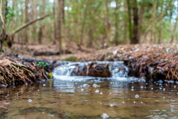 A stroll through thee woods