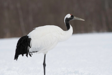 Obraz premium Red-crowned crane, Kushiro city, Hokkkaido, Japan