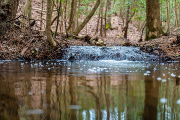 A stroll through thee woods