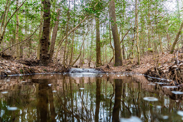 Fototapeta na wymiar A stroll through thee woods