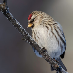 Female Common Redpoll