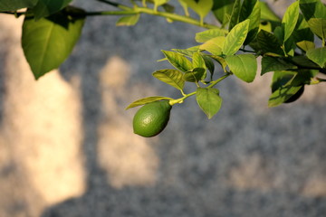 Lemon or Citrus limon plant with single bright green fresh lemon fruit growing on branch with multiple leaves on grey wall background on warm summer day