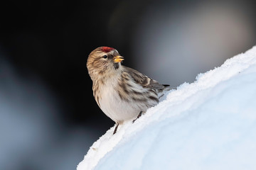 Female Common Redpoll