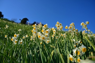 青空バックに咲く満開のスイセン