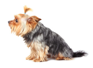Yorkshire terrier isolated on white. Happy dog