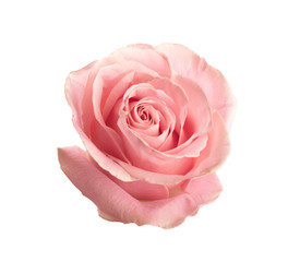 Fototapeta na wymiar Beautiful pink rose on white background. Perfect gift
