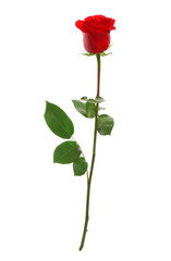 Beautiful red rose on white background. Perfect gift