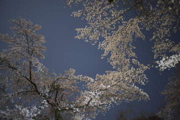 夜桜