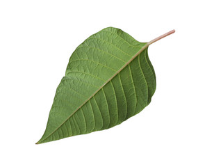Obraz premium Leaf of tropical poinsettia plant isolated on white