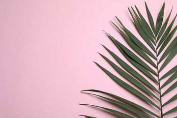 Leaf of tropical palm tree on color background, top view with space for text
