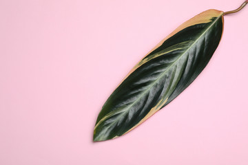 Leaf of tropical stromanthe plant on color background, top view with space for text