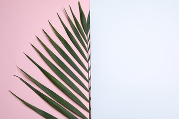 Leaf of tropical palm tree and blank card on color background, top view with space for text