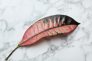 Leaf of tropical codiaeum plant on marble background