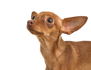 Cute toy terrier isolated on white. Domestic dog