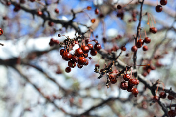 berries