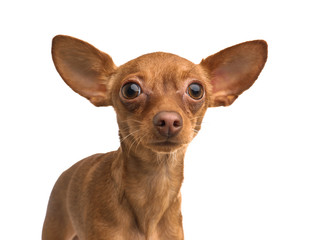 Cute toy terrier isolated on white. Domestic dog