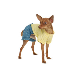 Cute toy terrier in funny clothes isolated on white. Domestic dog